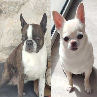 Les Mascottes